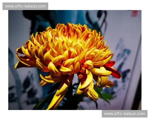 橙色郁金香的盛放,还是白鹰之翼的逆袭?荷兰vs波兰:一场关于意志与美学的顶级博弈 橙色郁金香的盛放,还是白鹰之翼的逆袭?荷兰vs波兰:一场关于意志与美学的顶级博弈